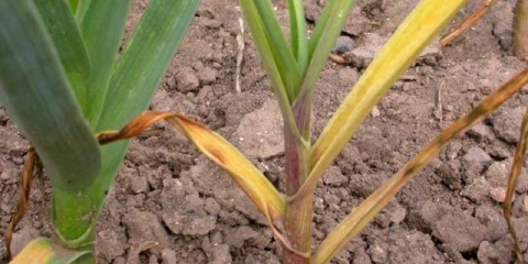 Zašto i šta učiniti ako bijeli luk trune u zemlji: kako zalijevati i hraniti